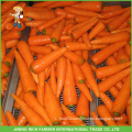 2015 Own Farm Planting Carrots From China